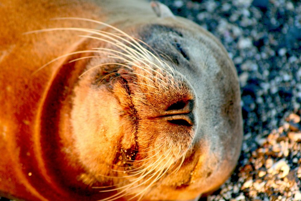 Die Galapagosinseln,
Charles Darwin und seine Evolutionstheorie