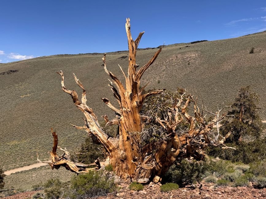 Foresta di Pino Bristlecone Antico – gli alberi più antichi del mondo