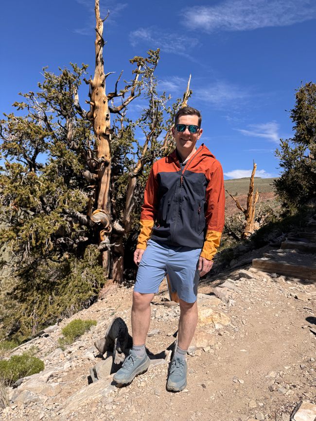 Foresta di Pino Bristlecone Antico – gli alberi più antichi del mondo