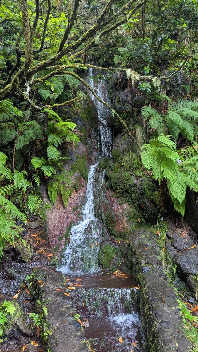 Tag 10: Levada das 25 Fontes und Risco & Feenwald