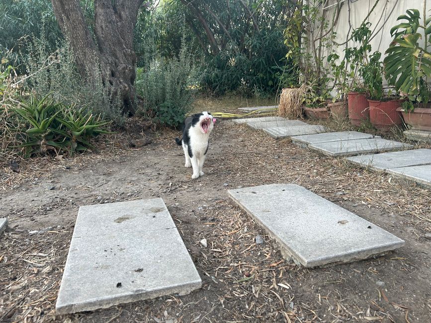 Katze am Olympieion