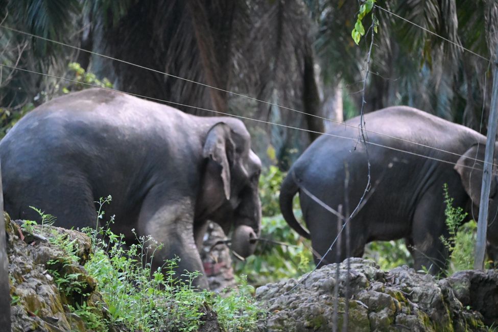 Kinabatangan