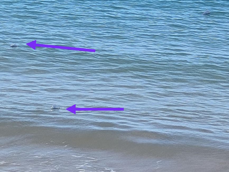 Medusas
