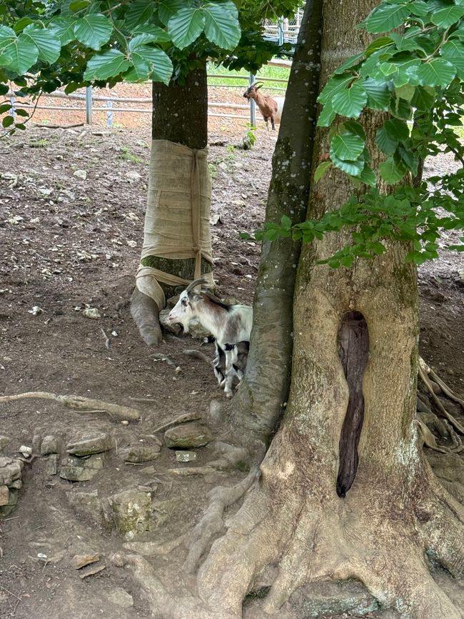 📍Wildpark, Hundshaupten/ 📍Wildlife Park, Hundshaupten