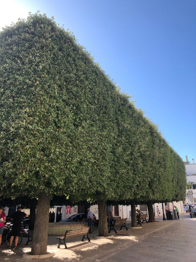 Plaza Del Popolo
