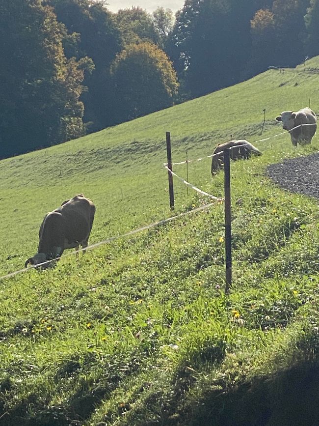 Die Kühe waren sehr zutraulich