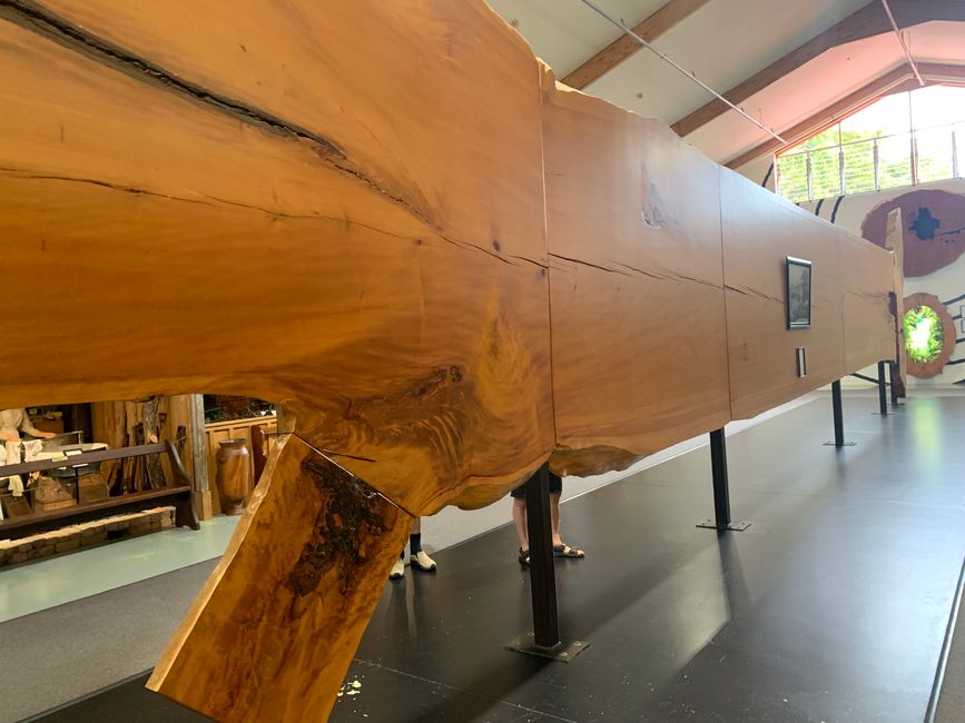 27_ARBRE KAURI