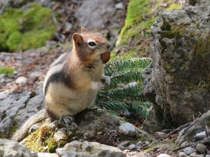 Chipmunk