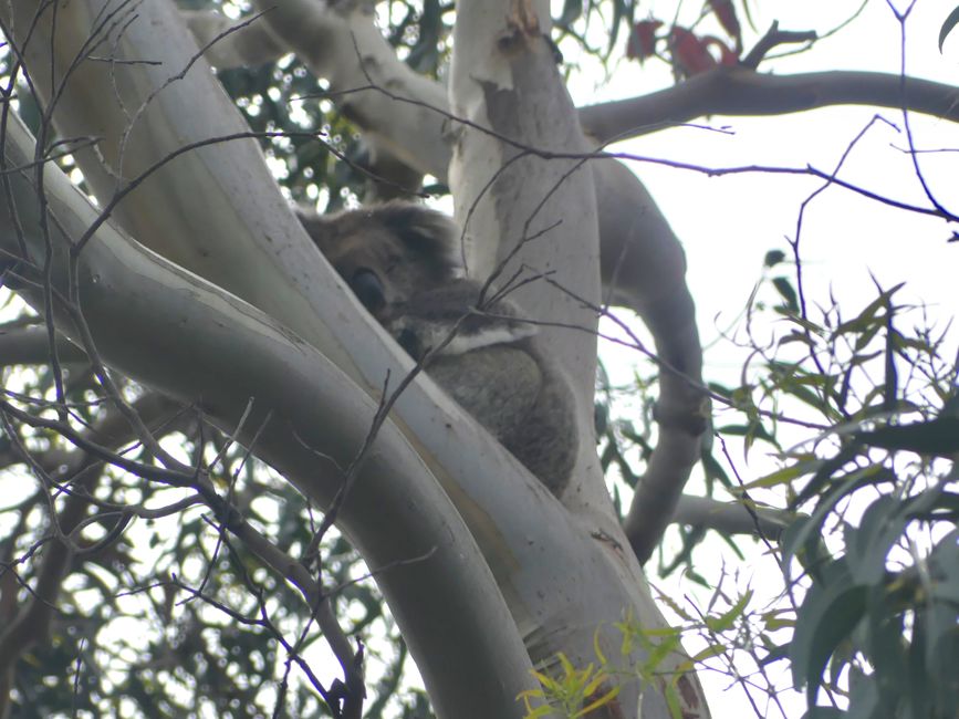 Koala by the Kennet River