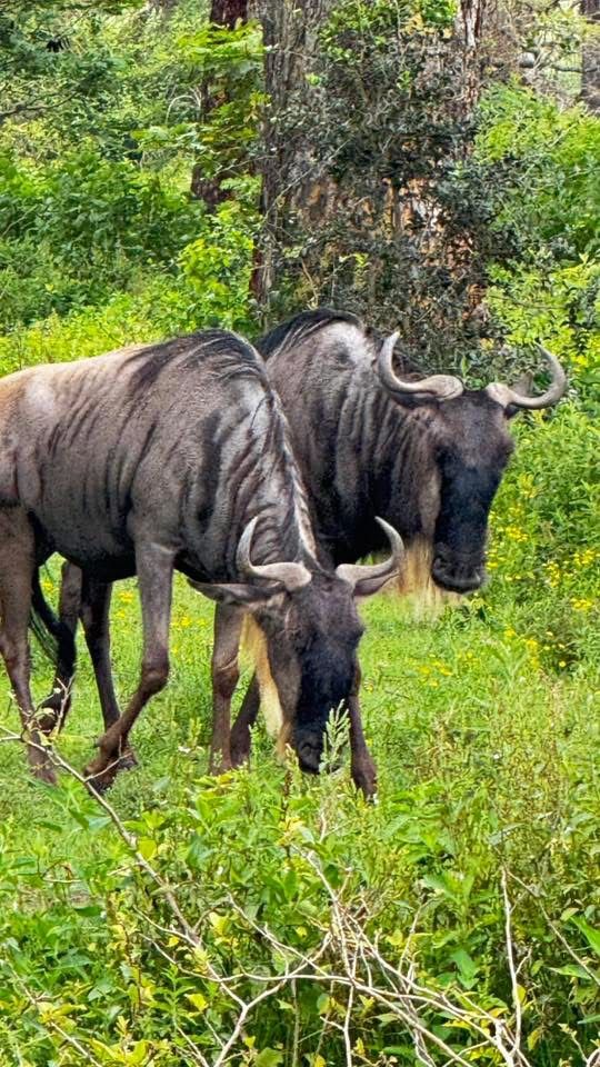 Från Lake Naivasha Country Club till Great Rift Valley Lodge and Golf Resort