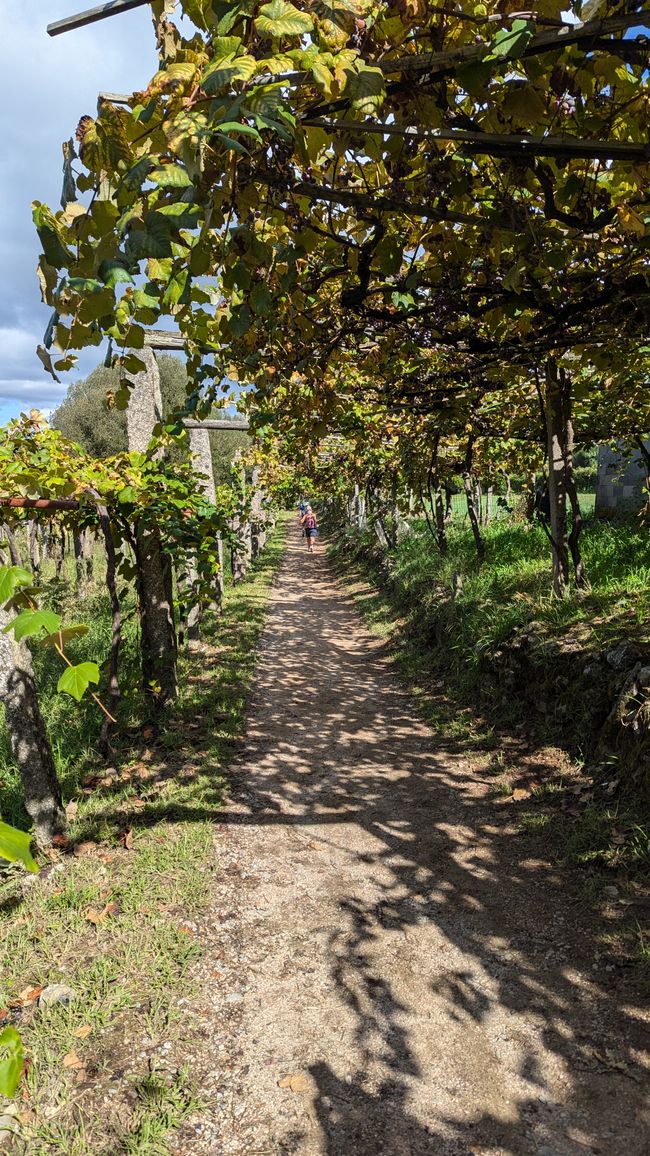 Elfte Etappe Camino Portugues von Pontevedra bis nach Caldas de Reis