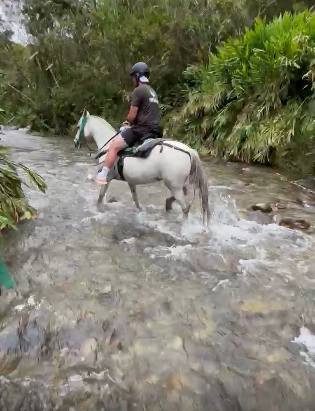 Cocora Valley
