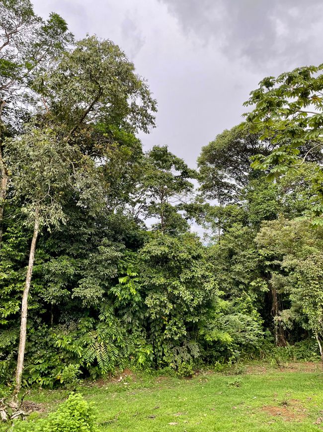 hier beginnt der Regenwald