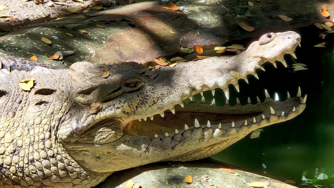 Südamerik. Spitzkrokodil