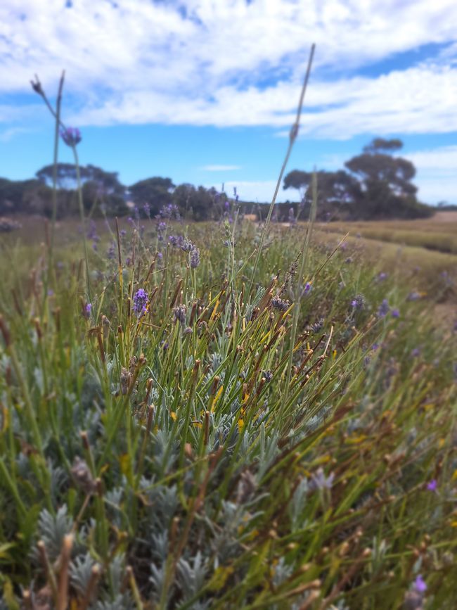 Kangaroo Island with Baby M.