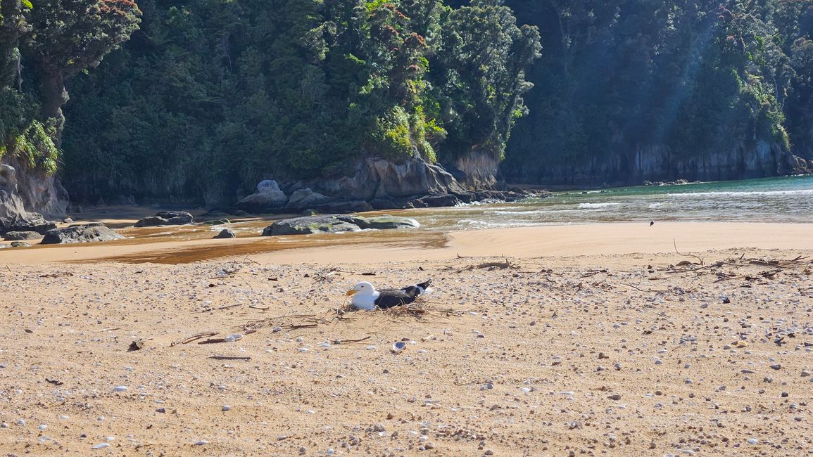Abel Tasman Coastal Track