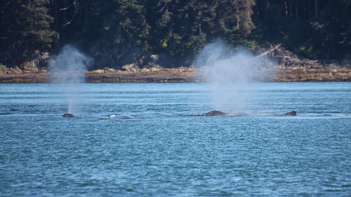 Day 24: Trip to Juneau: Glacier Outburst & 20,000 Tourists