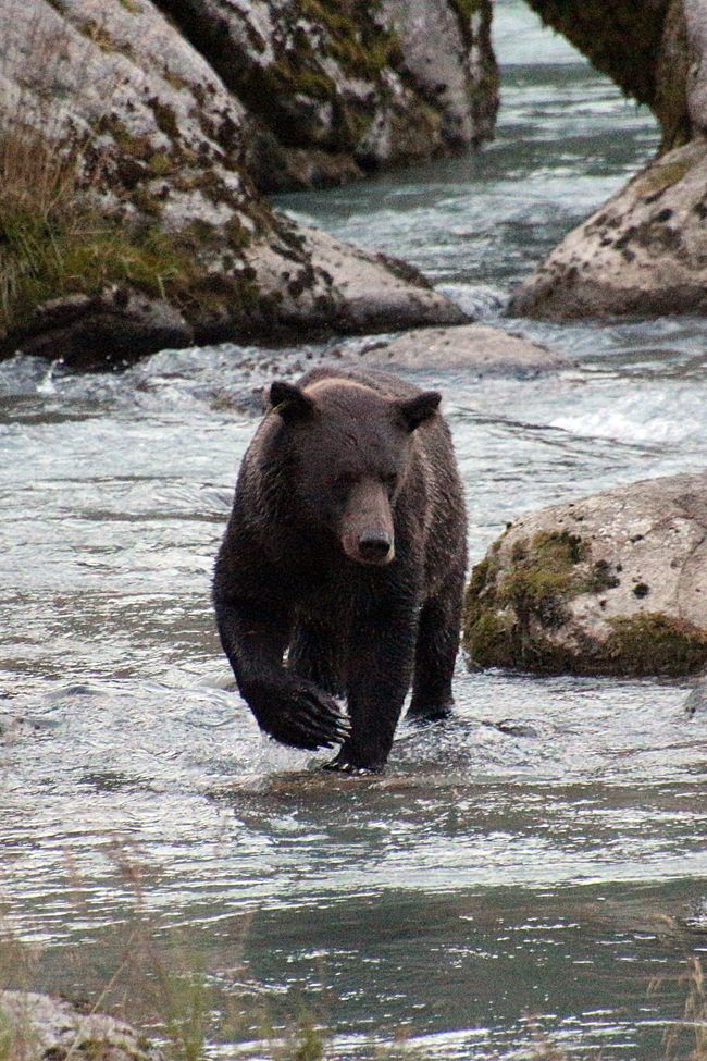 Tag 26: Chilkoot River - großes Bärenkino & Fotoshooting mit "Lulu"