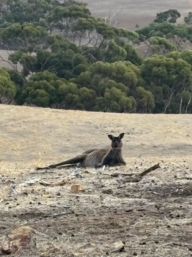 Kangaroo Island
