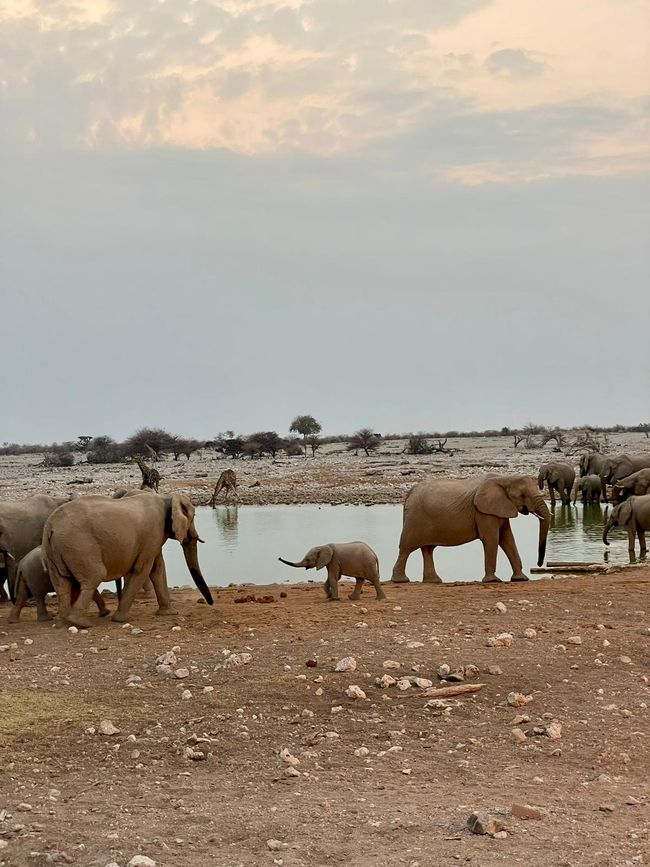 Ethosa Nationalpark 🐘🦒