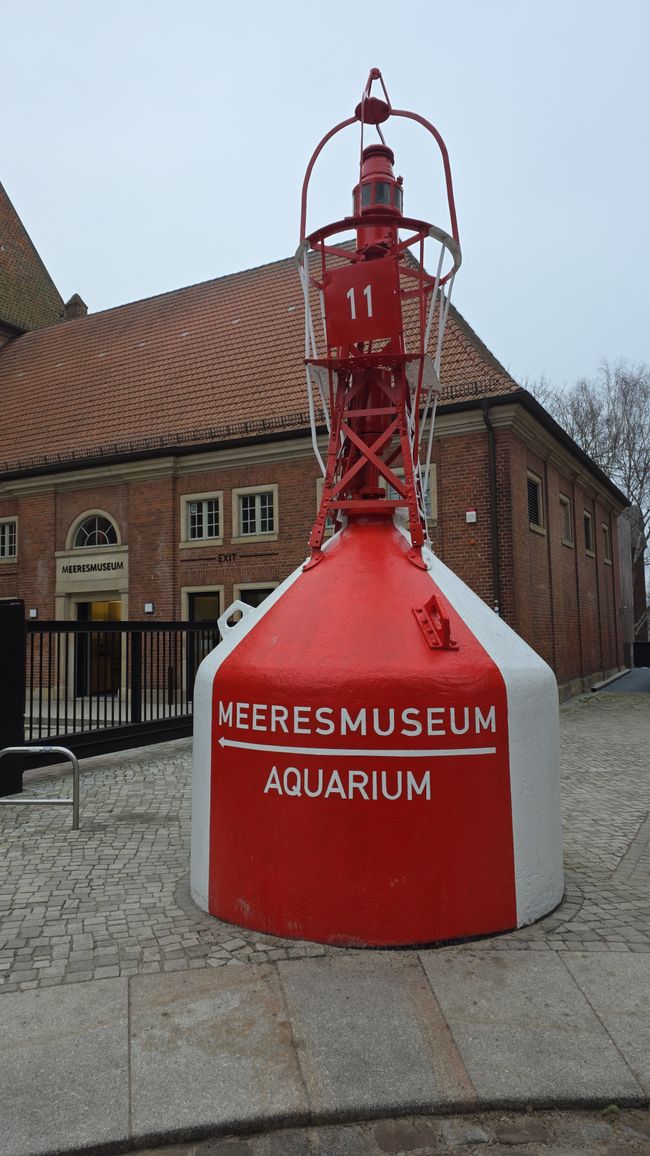 Stralsund & Darß: Meeres-Magie und die 5-km-Wander-Überraschung 🌊🐢❄️