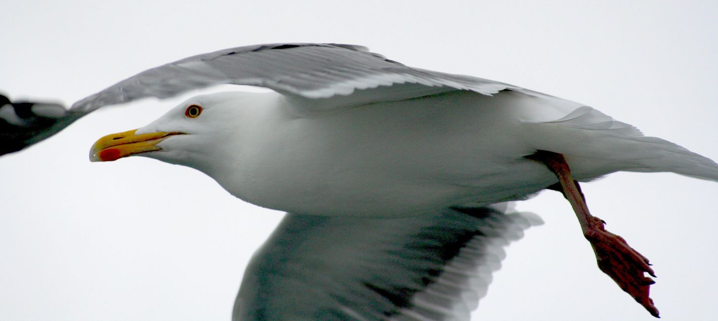 Die Silbermöwe eine der größten Möwen in Europa