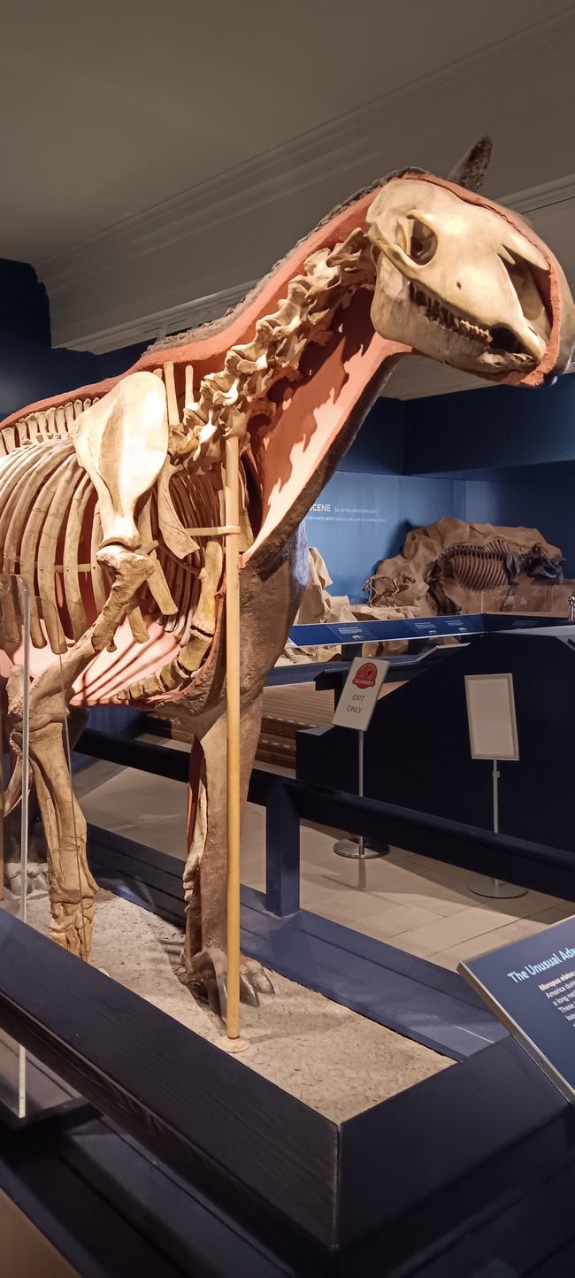 Museum of natural history I