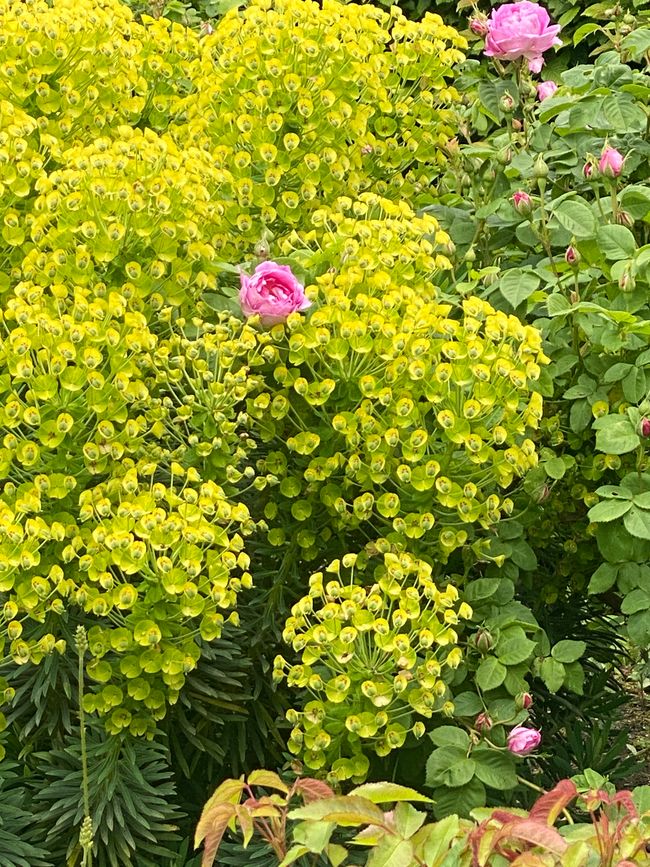 Zwischen der Wolfsmilch noch eine Rose