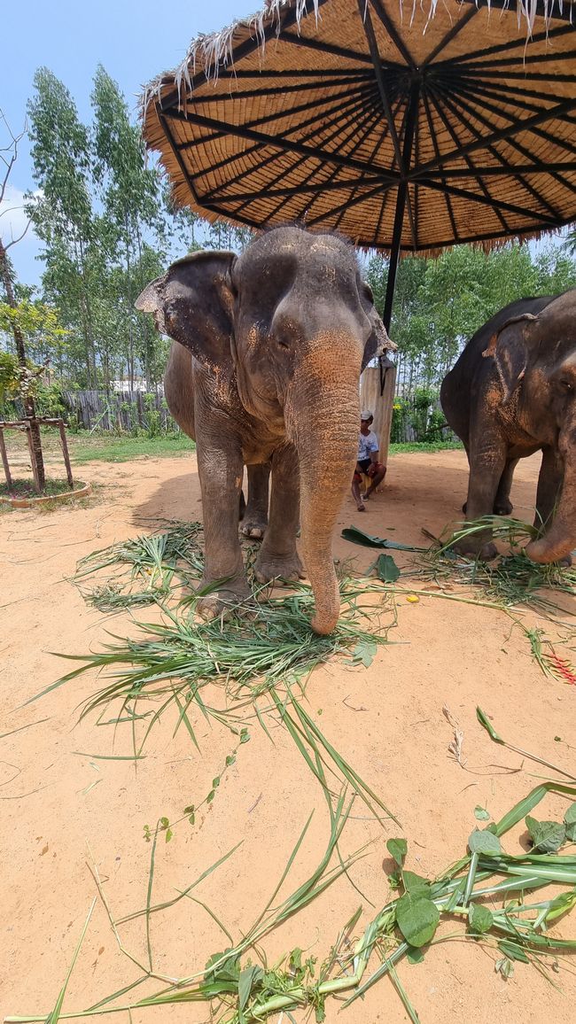 Visite d'une station de sauvetage pour éléphants