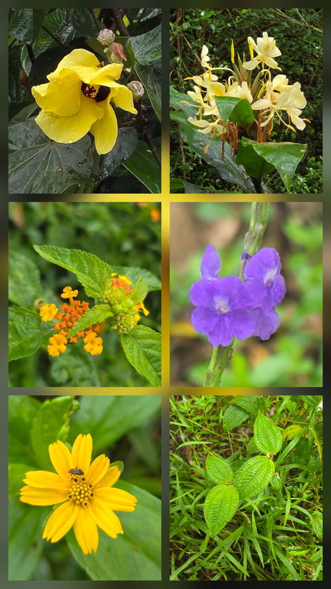 Tolle Blumen