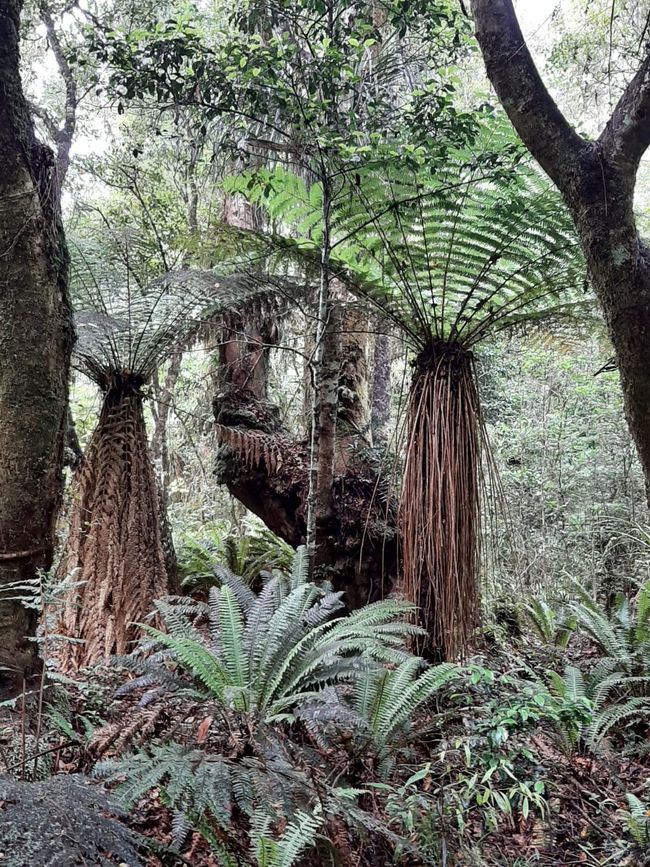 22_OHAKANE ET BALADES EN FORÊT