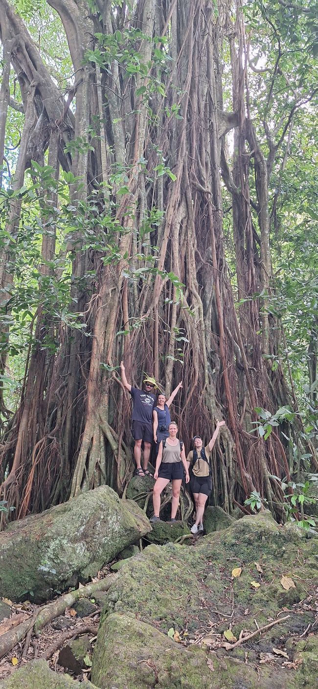 Banyanbaum // Banyan tree