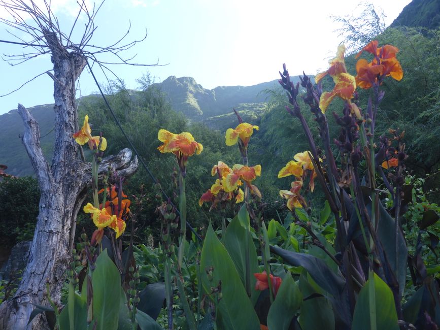 2025-07-22 Flores