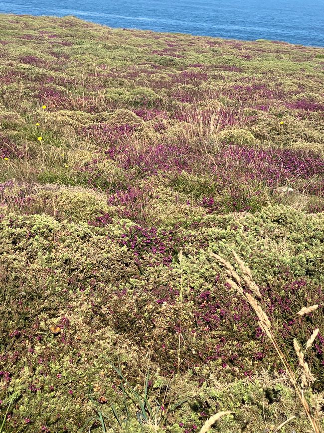 Blühende Küste im Norden vor Brest