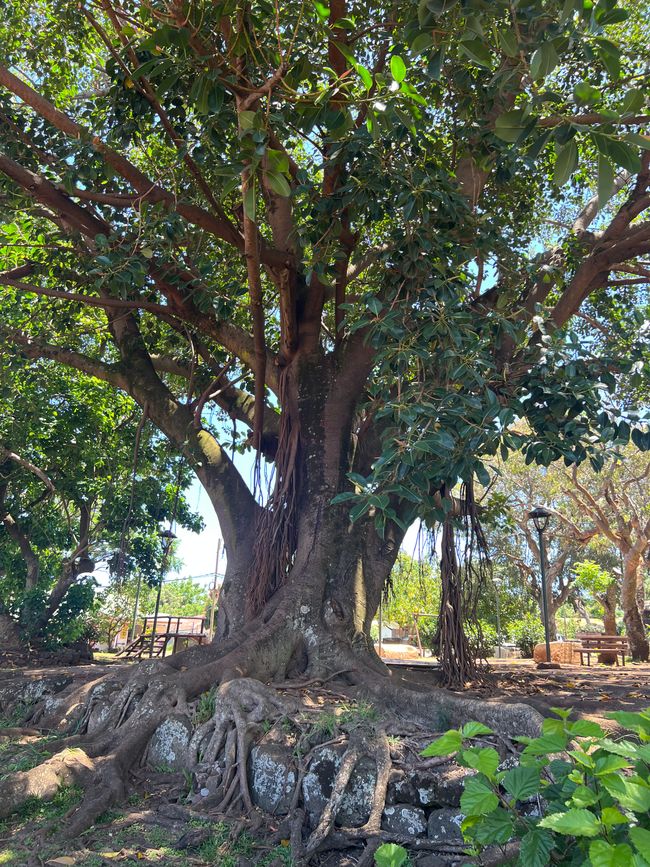 Ein beeindruckender Baum - früher gab es geschätzte 10 Mio Palmen auf der Insel - heuter leider nur noch sehr wenige …. 