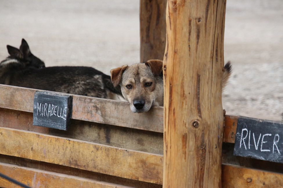 Etiqueta 21: Alrededor de Whitehorse: Cachorros de husky, Lago Esmeralda y el desierto más pequeño del mundo