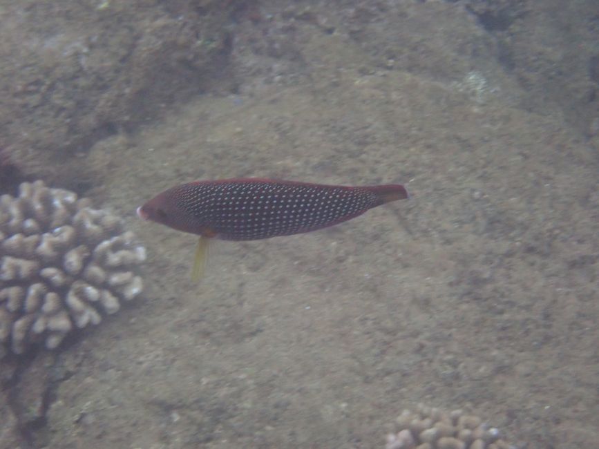 Côte Nord - Snorkeling à Shark Cove - Poisson-papillon à quatre taches
