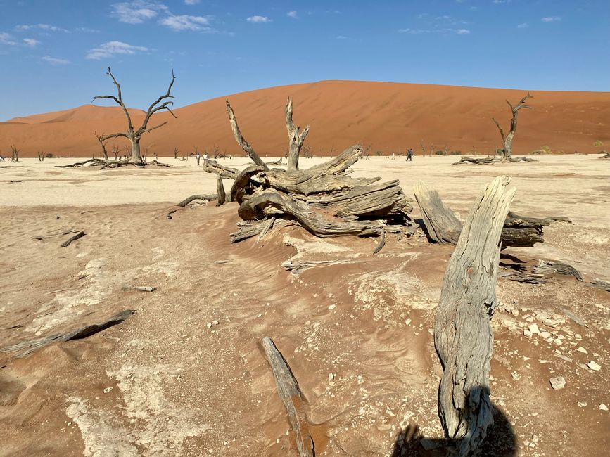 Namibia 2024: Die Wüstenfüchse