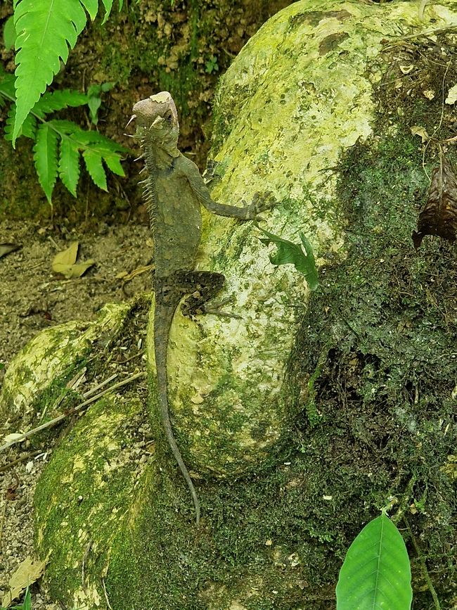 Zwischen Himmel und Erde - Georgetown/Penang