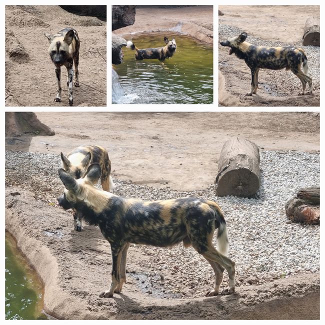 Tag drei: Zoo Aurora und Stadtteil Cayala