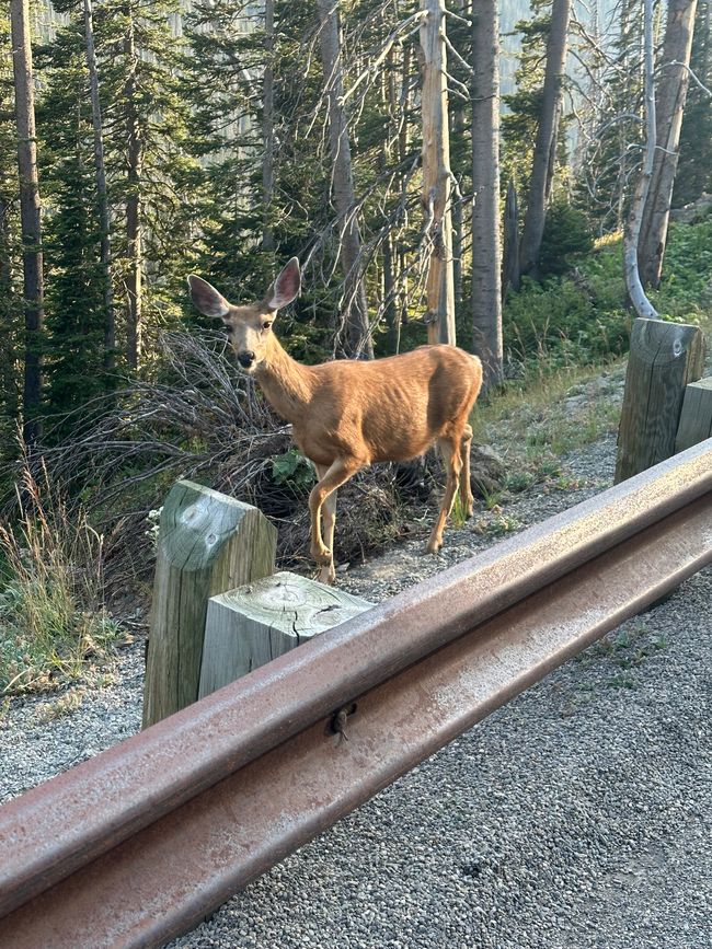 Wyoming: Yellowstone Parte 1