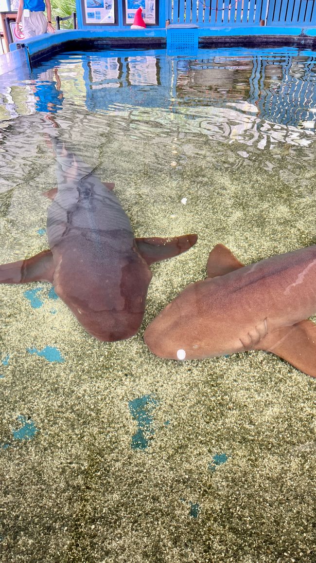 Tag 387 - St. Augustine Aquarium & Old Jail Museum