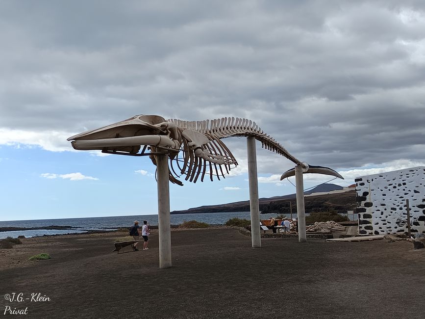 Skelett eines Finnwald auf dem Gelände 