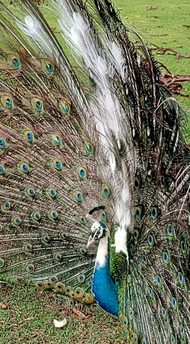 Brasil, Curitiba y viaje en tren por la selva tropical