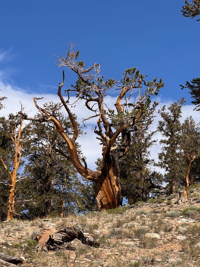 Foresta di Pino Bristlecone Antico – gli alberi più antichi del mondo