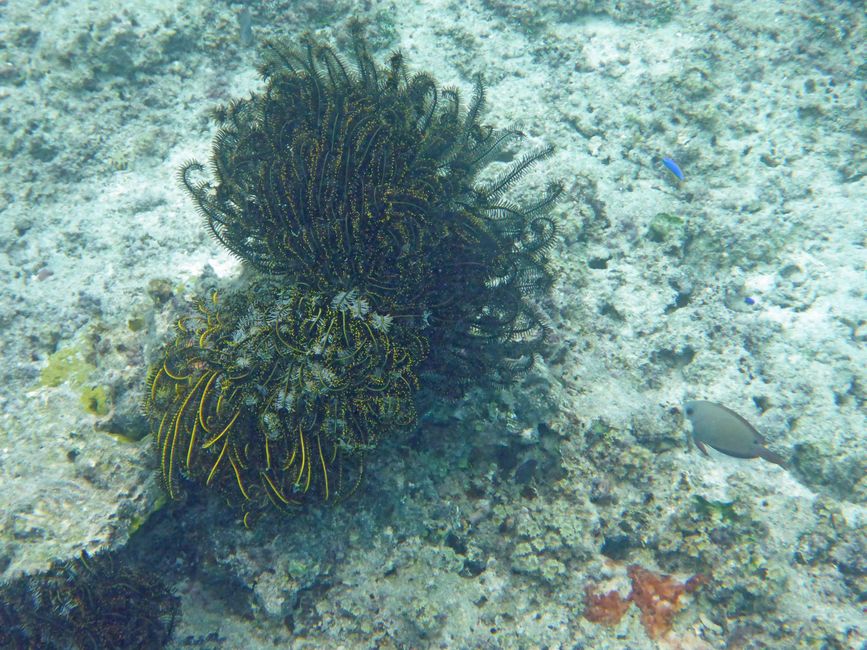 Neiafu, Vavaʻu, Tonga