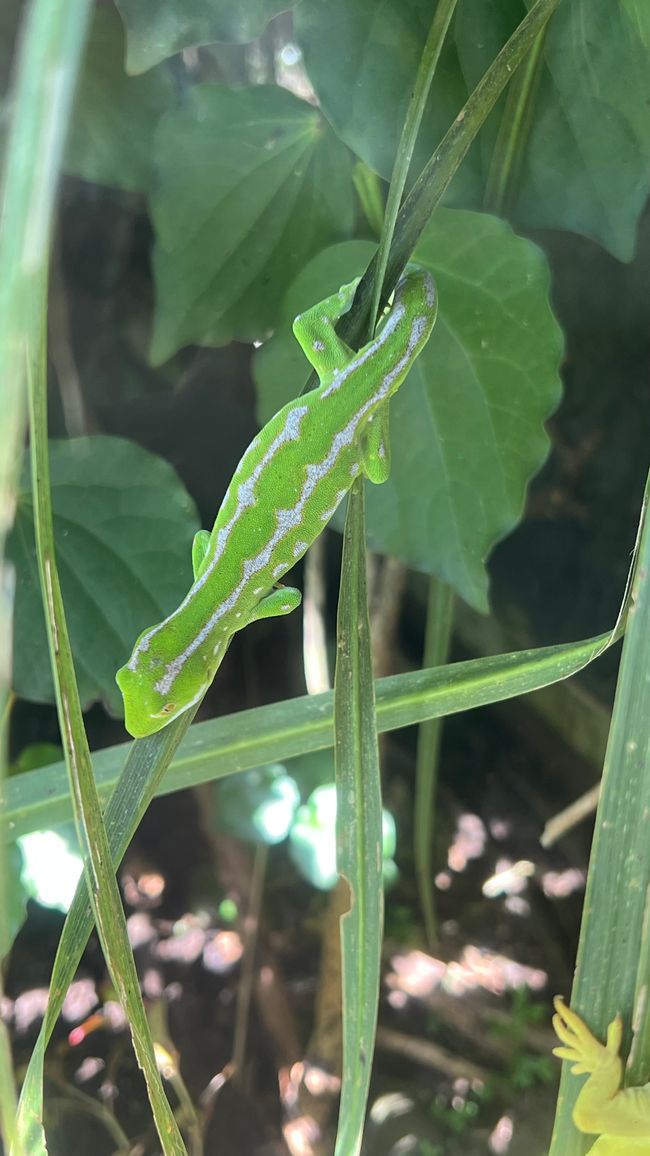 Gecko im Otorohanga Kiwi House