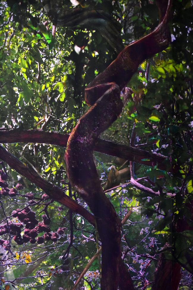 ¡AL JUNGLE! - El gasómetro de Pforzheim te transporta a la Amazonía