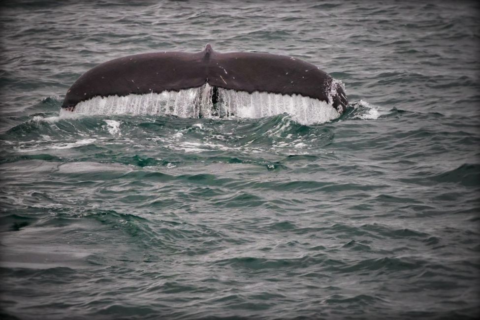 Whale Watching auf den Eyjafjördur, Akueyri