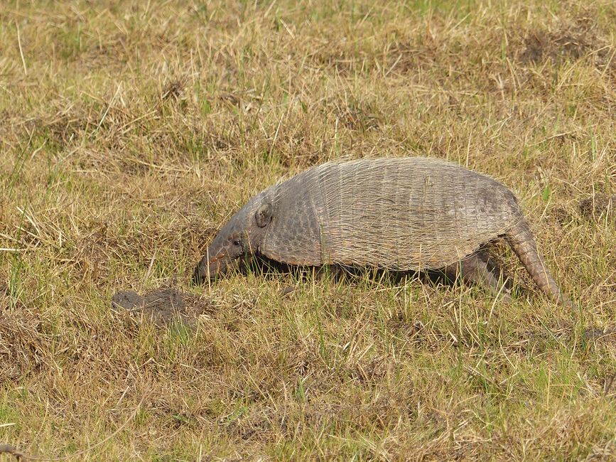 Brasil, A través del Pantanal